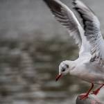 Möwe beim Abflug
