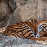 Schlafende Tigerfamilie