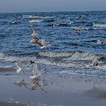 Möwen am Strand