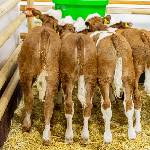 Kälber an der Milch
