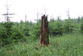 Die Reste eines Baums auf dem großen Meissner im Werra-Meissner-Kreis