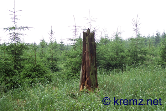 Die Reste eines Baums auf dem großen Meissner im Werra-Meissner-Kreis