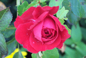 Eine einzelne Rose im Garten