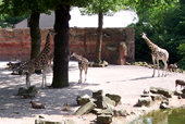 Giraffen - sehr imposante Tiere