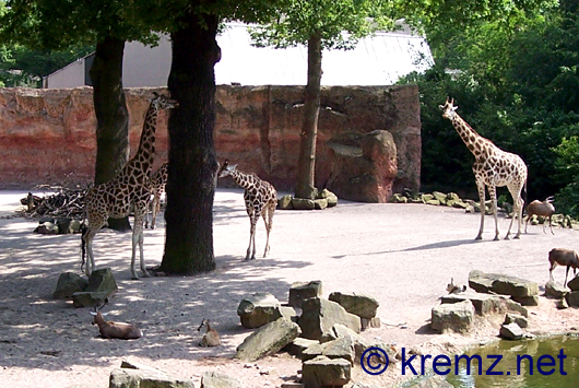 Giraffen - sehr imposante Tiere