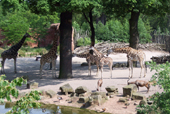 Die Giraffen des Hannover Zoos