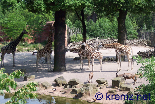 Die Giraffen des Hannover Zoos