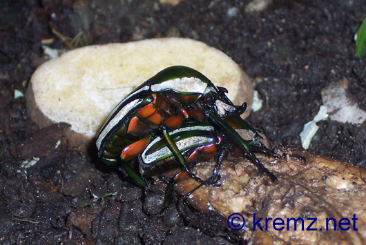 Ein Päärchen hässliche, bunte Käfer beim Fortpflanzungstrieb