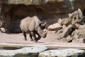 Ein laufendes Nashorn
