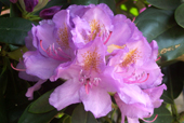 Rhododendron in voller Blüte - Sommer 2007